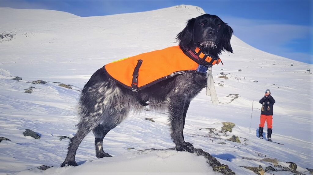 Röbäcksslättens Blackpeggy (2)